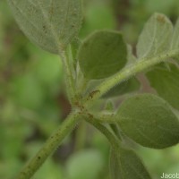 Ruellia patula Jacq.